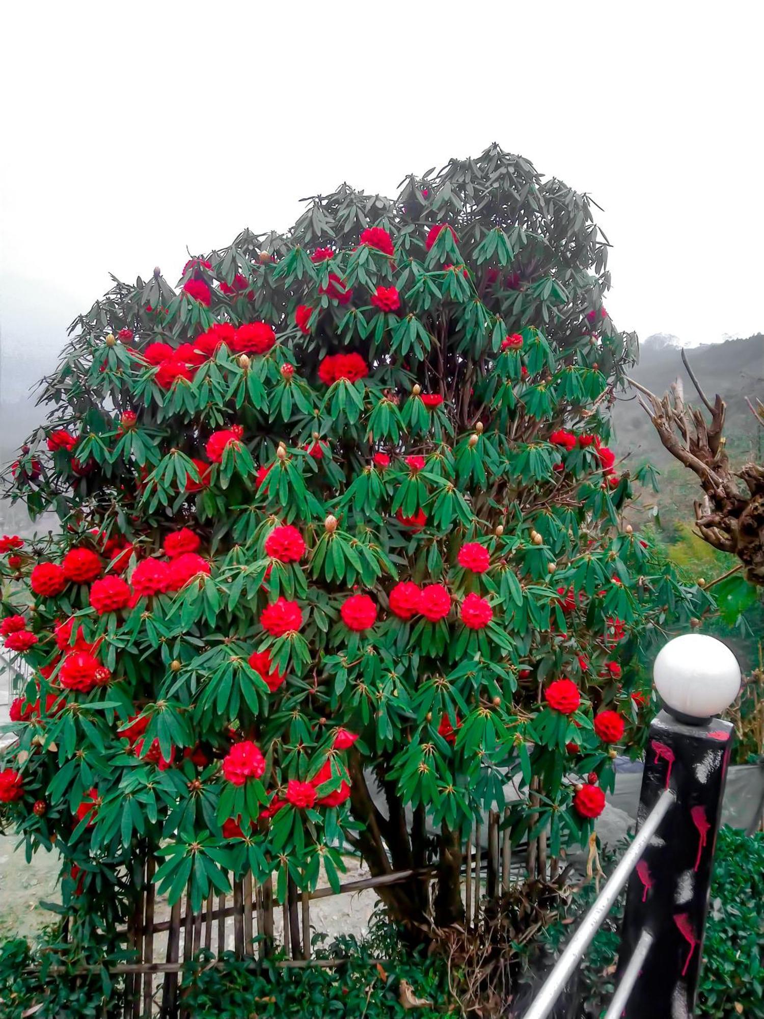 The Himalayan Resort Ravangla 외부 사진